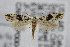  (Nemapogon angulifasciella - CNCLEP00042561)  @14 [ ] CreativeCommons - Attribution Non-Commercial Share-Alike (2007) Unspecified Canadian National Collection