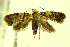  (Digitivalva delaireae - CNCLEP00056342)  @14 [ ] CreativeCommons - Attribution Non-Commercial Share-Alike (2007) Unspecified Canadian National Collection