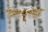  (Coleophora JFL209 - CNCLEP00056411)  @15 [ ] CreativeCommons - Attribution Non-Commercial Share-Alike (2007) Unspecified Canadian National Collection