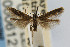  (Coleophora JFL283 - CNCLEP00061215)  @14 [ ] CreativeCommons - Attribution Non-Commercial Share-Alike (2007) Unspecified Canadian National Collection