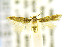  (Periploca dipapha - CNCLEP00115190)  @14 [ ] CreativeCommons - Attribution Non-Commercial Share-Alike (2016) Jean-Francois Landry Canadian National Collection of Insects, Arachnids and Nematodes