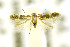  (Siskiwitia - CNCLEP00115231)  @13 [ ] CreativeCommons - Attribution Non-Commercial Share-Alike (2016) Jean-Francois Landry Canadian National Collection of Insects, Arachnids and Nematodes