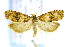  ( - CNCLEP00141526)  @14 [ ] CreativeCommons - Attribution Non-Commercial Share-Alike (2016) Jean-Francois Landry Canadian National Collection of Insects, Arachnids and Nematodes
