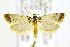  ( - CNCLEP00146396)  @13 [ ] CreativeCommons - Attribution Non-Commercial Share-Alike (2016) Jean-Francois Landry Canadian National Collection of Insects, Arachnids and Nematodes