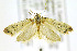  ( - CNCLEP00146398)  @13 [ ] CreativeCommons - Attribution Non-Commercial Share-Alike (2016) Jean-Francois Landry Canadian National Collection of Insects, Arachnids and Nematodes