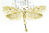  ( - CNCLEP00146411)  @14 [ ] CreativeCommons - Attribution Non-Commercial Share-Alike (2016) Jean-Francois Landry Canadian National Collection of Insects, Arachnids and Nematodes