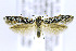  ( - CNCLEP00146595)  @15 [ ] CreativeCommons - Attribution Non-Commercial Share-Alike (2016) Jean-Francois Landry Canadian National Collection of Insects, Arachnids and Nematodes