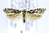  (Arotrura JFL133 - CNCLEP00146597)  @15 [ ] CreativeCommons - Attribution Non-Commercial Share-Alike (2016) Jean-Francois Landry Canadian National Collection of Insects, Arachnids and Nematodes
