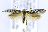  ( - CNCLEP00146598)  @14 [ ] CreativeCommons - Attribution Non-Commercial Share-Alike (2016) Jean-Francois Landry Canadian National Collection of Insects, Arachnids and Nematodes