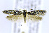  ( - CNCLEP00146600)  @14 [ ] CreativeCommons - Attribution Non-Commercial Share-Alike (2016) Jean-Francois Landry Canadian National Collection of Insects, Arachnids and Nematodes