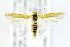  (Areniscythris - CNCLEP00146746)  @15 [ ] CreativeCommons - Attribution Non-Commercial Share-Alike (2016) Jean-Francois Landry Canadian National Collection of Insects, Arachnids and Nematodes