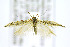  ( - CNCLEP00146808)  @12 [ ] CreativeCommons - Attribution Non-Commercial Share-Alike (2016) Jean-Francois Landry Canadian National Collection of Insects, Arachnids and Nematodes