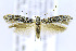  ( - CNCLEP00146818)  @14 [ ] CreativeCommons - Attribution Non-Commercial Share-Alike (2016) Jean-Francois Landry Canadian National Collection of Insects, Arachnids and Nematodes