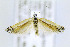  ( - CNCLEP00146823)  @14 [ ] CreativeCommons - Attribution Non-Commercial Share-Alike (2016) Jean-Francois Landry Canadian National Collection of Insects, Arachnids and Nematodes