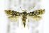  ( - CNCLEP00146832)  @15 [ ] CreativeCommons - Attribution Non-Commercial Share-Alike (2016) Jean-Francois Landry Canadian National Collection of Insects, Arachnids and Nematodes