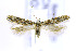  (Gnorimoschema shepherdiae - CNCLEP00154037)  @14 [ ] CreativeCommons - Attribution Non-Commercial Share-Alike (2016) Jean-Francois Landry Canadian National Collection of Insects, Arachnids and Nematodes