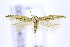  ( - CNCLEP00154039)  @13 [ ] CreativeCommons - Attribution Non-Commercial Share-Alike (2016) Jean-Francois Landry Canadian National Collection of Insects, Arachnids and Nematodes