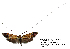 ( - NAFU LE108026)  @13 [ ] Copyright (2016) Jean-Francois Landry Canadian National Collection of Insects, Arachnids and Nematodes