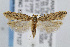  (Scrobipalpa sp. 4 - CNCLEP00007127)  @15 [ ] CreativeCommons - Attribution Non-Commercial Share-Alike (2007) Unspecified Canadian National Collection