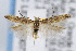  (Gnorimoschema nanulum - CNCLEP00007254)  @14 [ ] CreativeCommons - Attribution Non-Commercial Share-Alike (2007) Unspecified Canadian National Collection