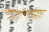  (Coleophora JFL183 - CNCLEP00017981)  @14 [ ] CreativeCommons - Attribution Non-Commercial Share-Alike (2007) Unspecified Canadian National Collection