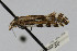  (Plutella notabilis - CNCLEP00020344)  @12 [ ] CreativeCommons - Attribution Non-Commercial Share-Alike (2007) Unspecified Canadian National Collection