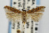  (Gnorimoschema sporomochla - CNCLEP00056479)  @15 [ ] CreativeCommons - Attribution Non-Commercial Share-Alike (2007) Unspecified Canadian National Collection