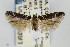  (Gnorimoschema VNG048 - CNCLEP00060391)  @14 [ ] CreativeCommons - Attribution Non-Commercial Share-Alike (2007) Unspecified Canadian National Collection
