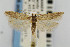  (Scrobipalpa sp. 3 - CNCLEP00067479)  @15 [ ] CreativeCommons - Attribution Non-Commercial Share-Alike (2007) Unspecified Canadian National Collection