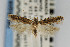  (Scrobipalpa sp. nr. artemisella 2 - CNCLEP00067486)  @14 [ ] CreativeCommons - Attribution Non-Commercial Share-Alike (2007) Unspecified Canadian National Collection
