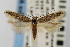  (Scrobipalpa sp. 6 - CNCLEP00067520)  @15 [ ] CreativeCommons - Attribution Non-Commercial Share-Alike (2007) Unspecified Canadian National Collection