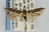  (Gnorimoschema VNG023 - CNCLEP00067623)  @15 [ ] CreativeCommons - Attribution Non-Commercial Share-Alike (2007) Unspecified Canadian National Collection