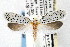  ( - CNCLEP00067724)  @14 [ ] CreativeCommons - Attribution Non-Commercial Share-Alike (2007) Unspecified Canadian National Collection
