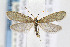  (Greya politella - CNCLEP00067794)  @14 [ ] CreativeCommons - Attribution Non-Commercial Share-Alike (2007) Unspecified Canadian National Collection