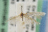  ( - CNCLEP00068446)  @11 [ ] CreativeCommons - Attribution Non-Commercial Share-Alike (2007) Unspecified Canadian National Collection