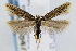  (Scrobipalpa sp. nr. artemisella 1 - CNCLEP00068471)  @15 [ ] CreativeCommons - Attribution Non-Commercial Share-Alike (2007) Unspecified Canadian National Collection