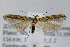  (Gnorimoschema VNG003 - JD2330)  @14 [ ] Copyright (2007) Unspecified Canadian National Collection