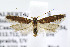  (Gnorimoschema subterranea - BIRD19151)  @15 [ ] Copyright (2007) Unspecified Canadian National Collection