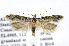  ( - BIRD19154)  @14 [ ] Copyright (2007) Unspecified Canadian National Collection