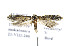  ( - BIRD19155)  @13 [ ] Copyright (2007) Unspecified Canadian National Collection