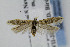  ( - BIRD24868)  @14 [ ] Copyright (2007) Unspecified Canadian National Collection
