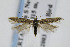  ( - BIRD24869)  @14 [ ] Copyright (2007) Unspecified Canadian National Collection
