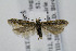  ( - BIRD24870)  @11 [ ] Copyright (2007) Unspecified Canadian National Collection