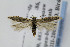  ( - BIRD24871)  @11 [ ] Copyright (2007) Unspecified Canadian National Collection