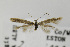  (Coleophora contrariella - CNCLEP00000284)  @14 [ ] CreativeCommons - Attribution Non-Commercial Share-Alike (2011) Jean-Francois Landry Canadian National Collection