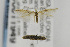  ( - CNCLEP00011949)  @13 [ ] CreativeCommons - Attribution Non-Commercial Share-Alike (2011) Jean-Francois Landry Canadian National Collection