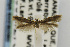  ( - CNCLEP00012751)  @14 [ ] CreativeCommons - Attribution Non-Commercial Share-Alike (2011) Jean-Francois Landry Canadian National Collection