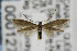  (Coleophora concolorella - CNCLEP00012769)  @15 [ ] CreativeCommons - Attribution Non-Commercial Share-Alike (2011) Jean-Francois Landry Canadian National Collection