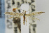  ( - CNCLEP00043520)  @13 [ ] CreativeCommons - Attribution Non-Commercial Share-Alike (2011) Jean-Francois Landry Canadian National Collection