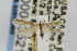  ( - CNCLEP00043521)  @13 [ ] CreativeCommons - Attribution Non-Commercial Share-Alike (2011) Jean-Francois Landry Canadian National Collection